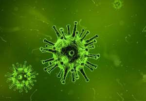 :      Vibrio vulnificus