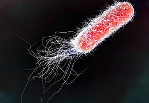 ΕΜΑ: Λιγότερο ανθεκτικά γίνονται τα βακτήρια E. Coli 