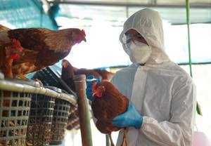    H5N1  