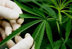 ��� ���������� �������� ��� ��� THC